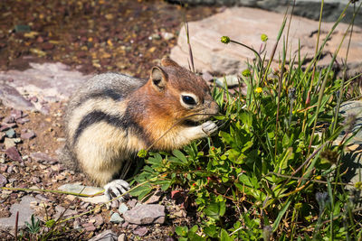 Close-up of squirrel