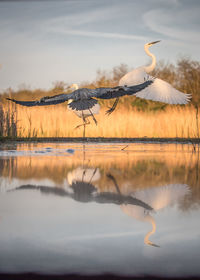 View of flying heron