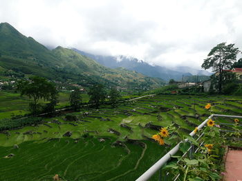Scenic view of agricultural field against sky