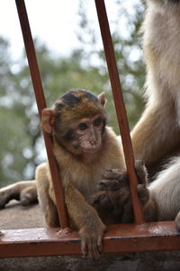 Monkey sitting in a zoo