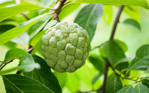 Close-up of fruits on tree