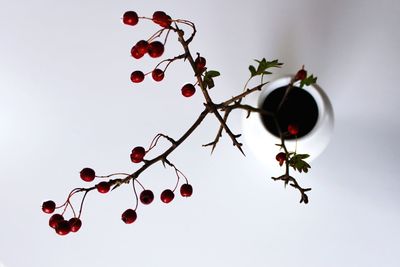 Low angle view of berries growing on tree against sky