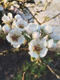 Close-up of white cherry blossoms