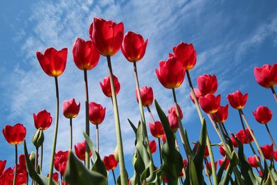 Low angle view of red tulips growing against sky