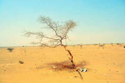 Bare tree on desert against sky