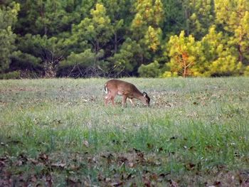 Dog on grassy field in forest