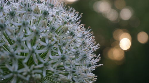 Close-up of white flowering plant