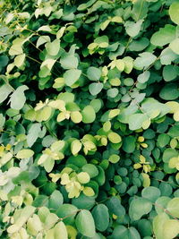 Full frame shot of leaves