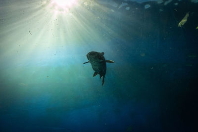 Low angle view of fish swimming in sea