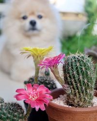 Close-up of dog flower in pot