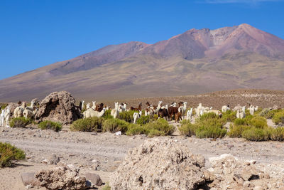 Scenic view of landscape and mountains against clear blue sky