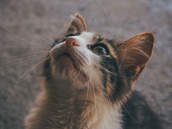 Close-up of cat looking away