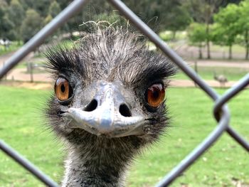 Close-up of ostrich in zoo
