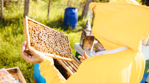 Beekeeper inspects beehive