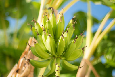 Close-up of banana tree