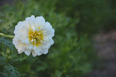 Close-up of white flowering plant