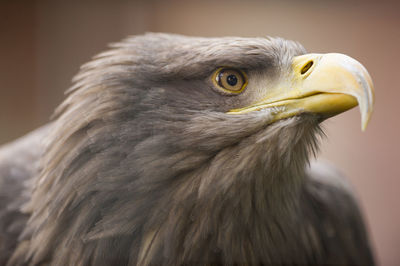 Close-up of eagle