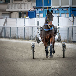 Horse running in a city