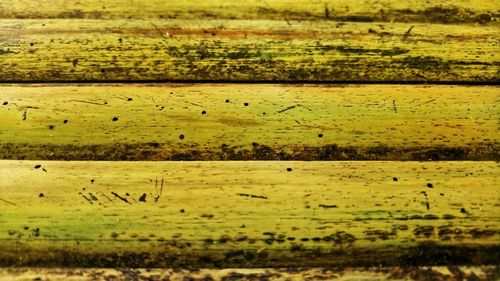 Full frame shot of yellow lizard