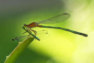 Close-up of dragonfly on plant