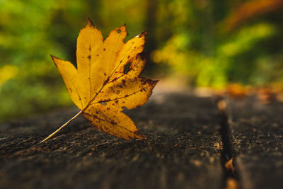 Close-up of yellow maple leaves