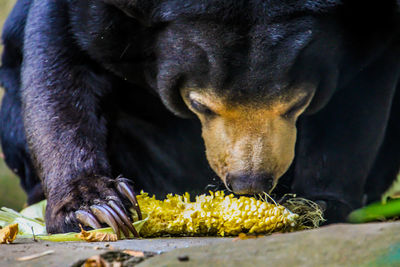 Close-up of horse eating outdoors