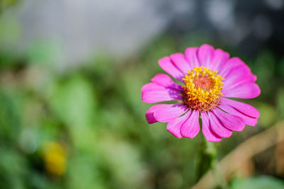 Close-up of pink flower