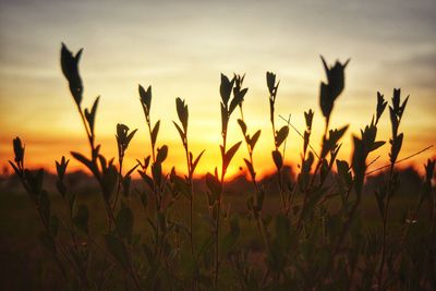 Silhouette plants on field against sky during sunset