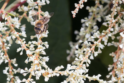 Close-up bee on a white flower