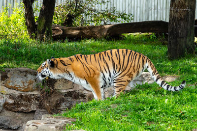 Cat in a zoo