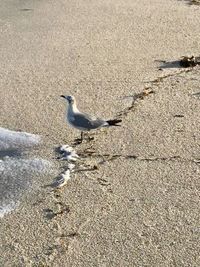 High angle view of seagulls on beach