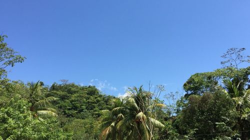 Low angle view of trees against clear blue sky