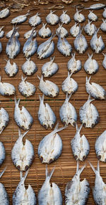 High angle view of white birds