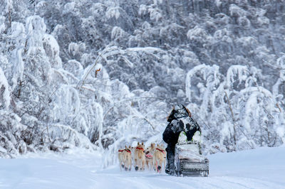 People skiing on snow covered land