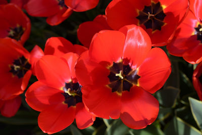 Close-up of insect on red flowers