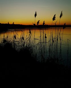 Silhouette plants by lake against sky during sunset