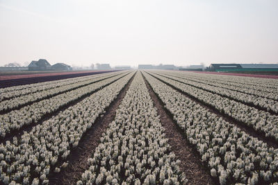 Scenic view of agricultural field against clear sky