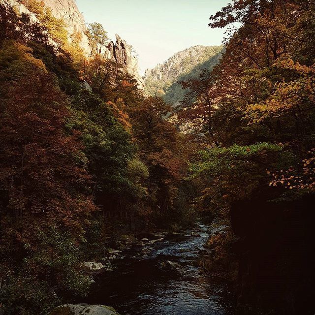 mountain, tree, tranquility, tranquil scene, scenics, beauty in nature, water, nature, rock - object, non-urban scene, river, rock formation, forest, stream, idyllic, sky, no people, outdoors, growth, day