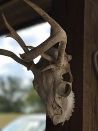 Close-up of animal skull