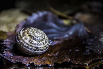 Close-up of snail