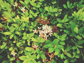 High angle view of flowering plants