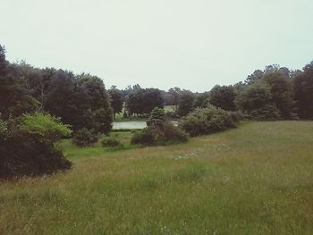 Scenic view of grassy field against clear sky