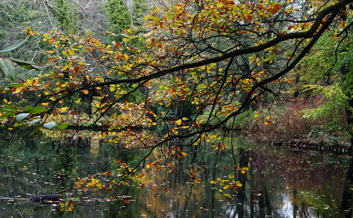 Reflection of trees in lake