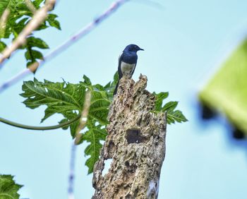 Low angle view of pied crow perching on tree against sky