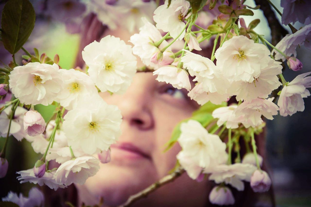 flower, fragility, blossom, growth, nature, beauty in nature, freshness, springtime, close-up, branch, outdoors, day, tree, flower head, blooming, no people