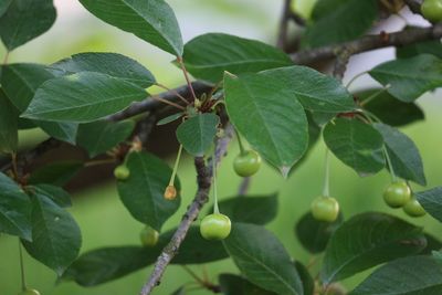 Close-up of fruit growing on tree