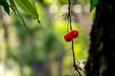 Close-up of red berries growing on tree