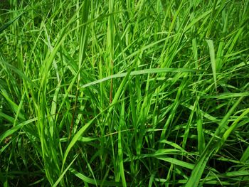 Full frame shot of grass on field