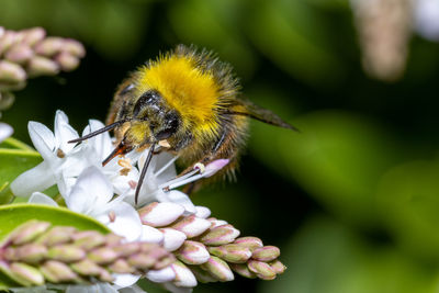 Close-up of bee pollinating flower