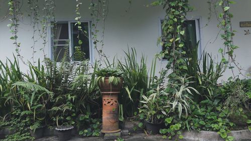 Close-up of potted plants in yard